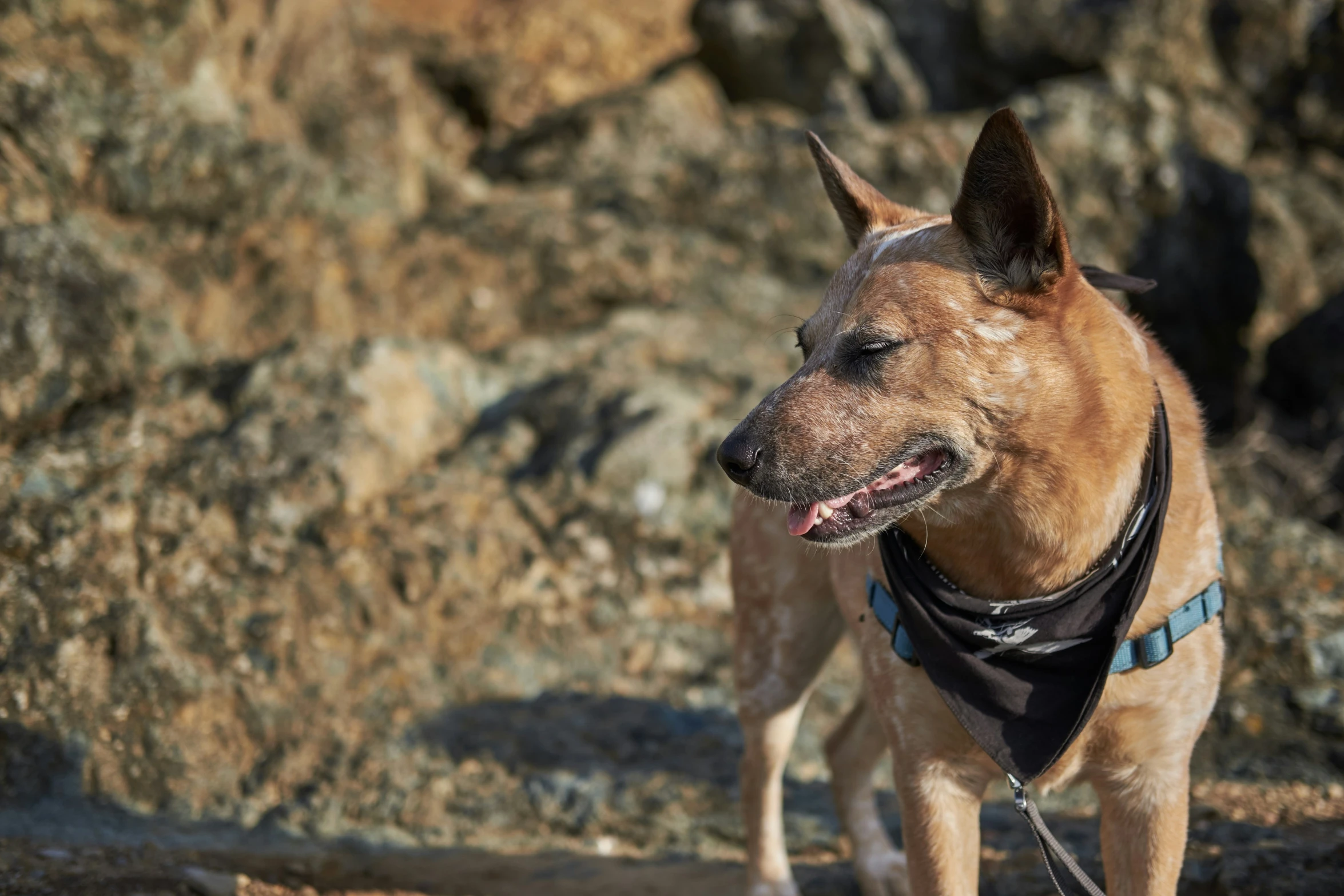 a brown dog in a black vest standing on rocks