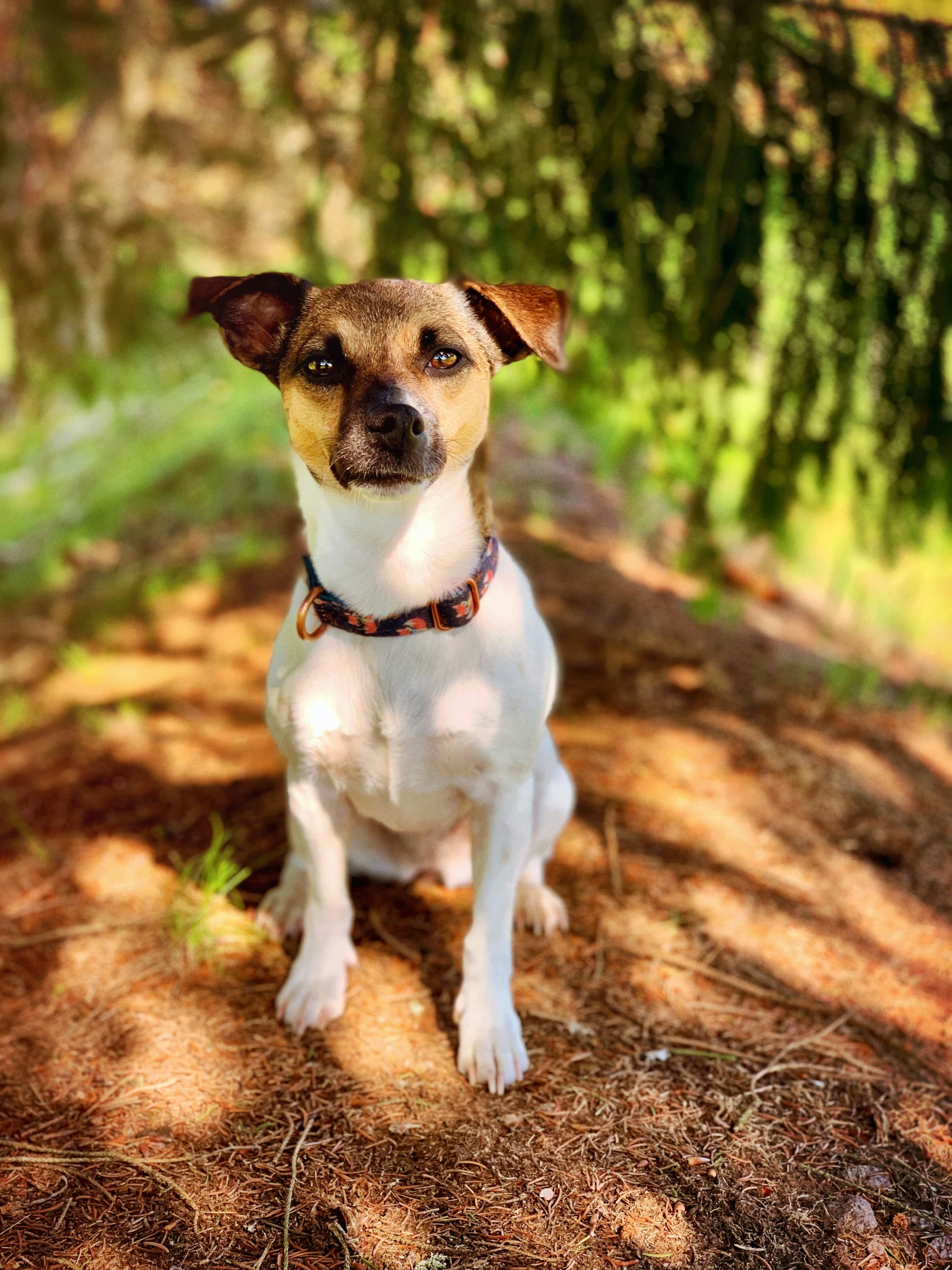 small brown and white dog with a collar sitting on the ground