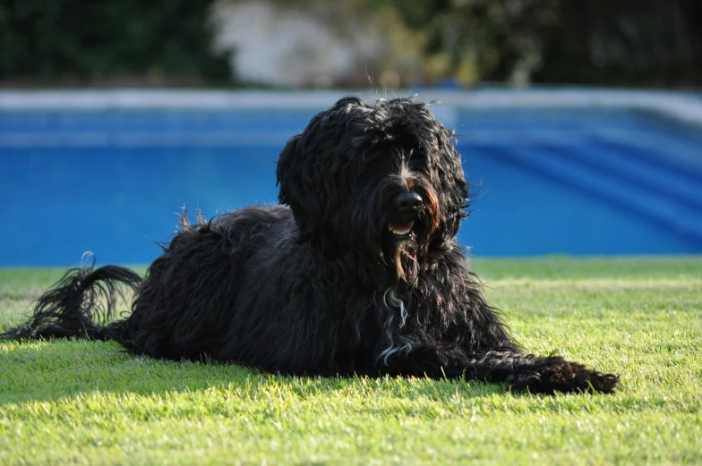 a black dog is laying in the grass next to a pool