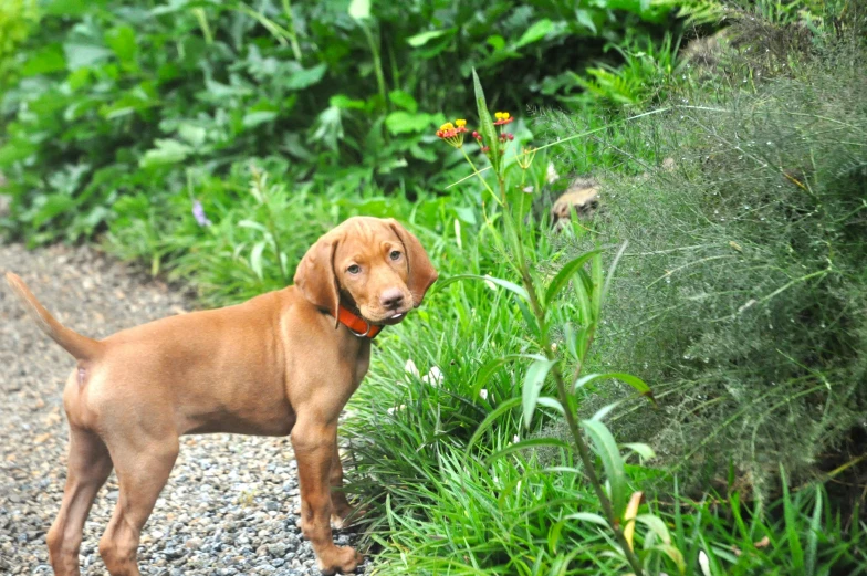 a dog that is standing in the grass