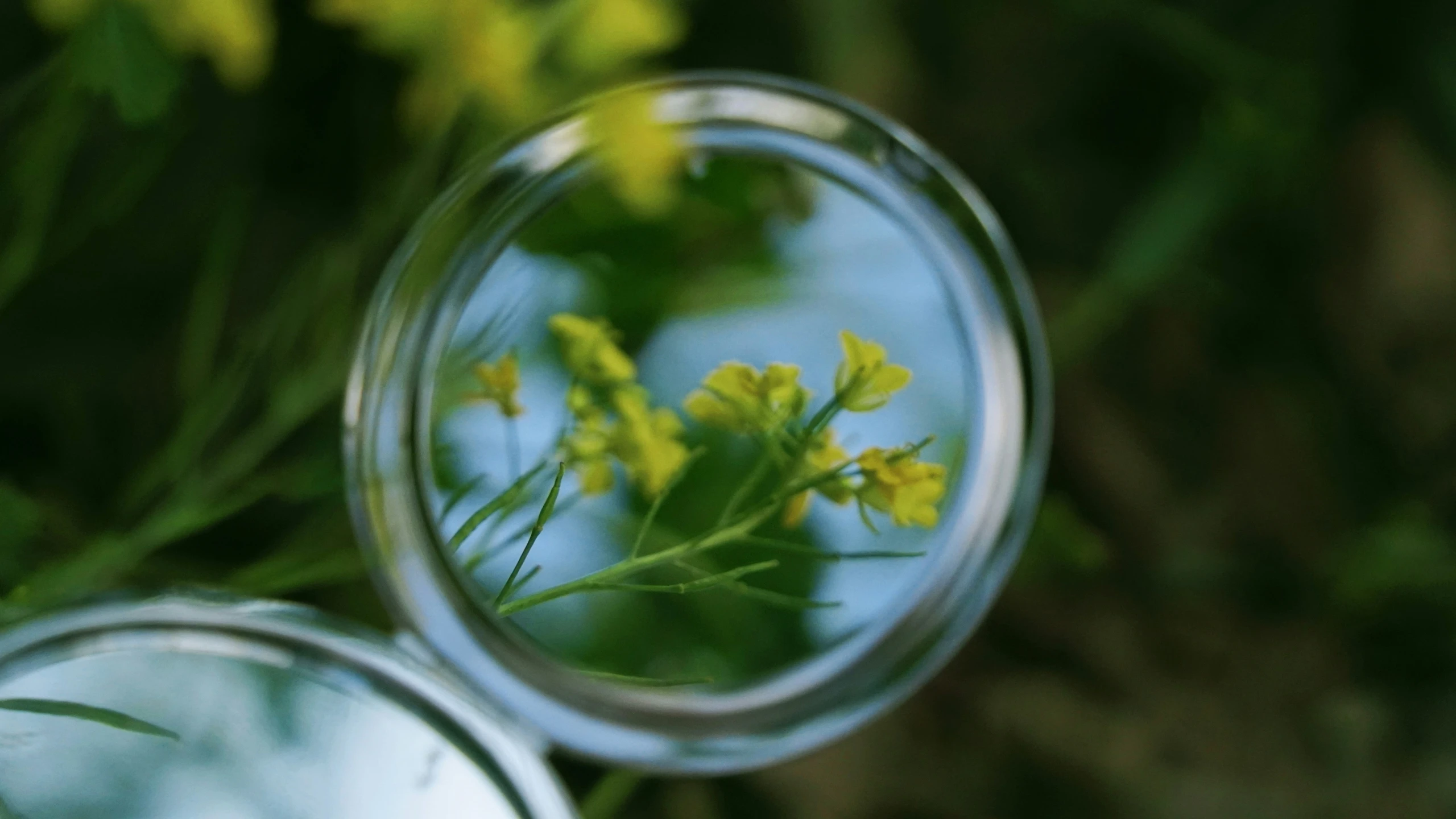 the view of flowers through the round lens