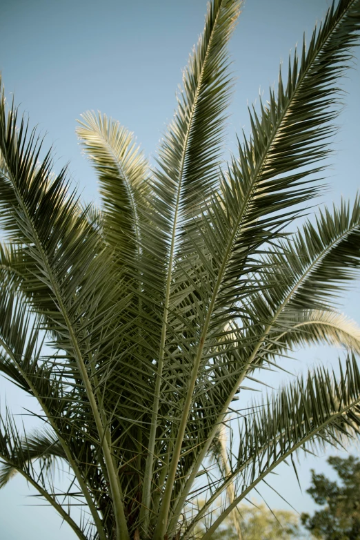 the top end of a palm tree looking very high up