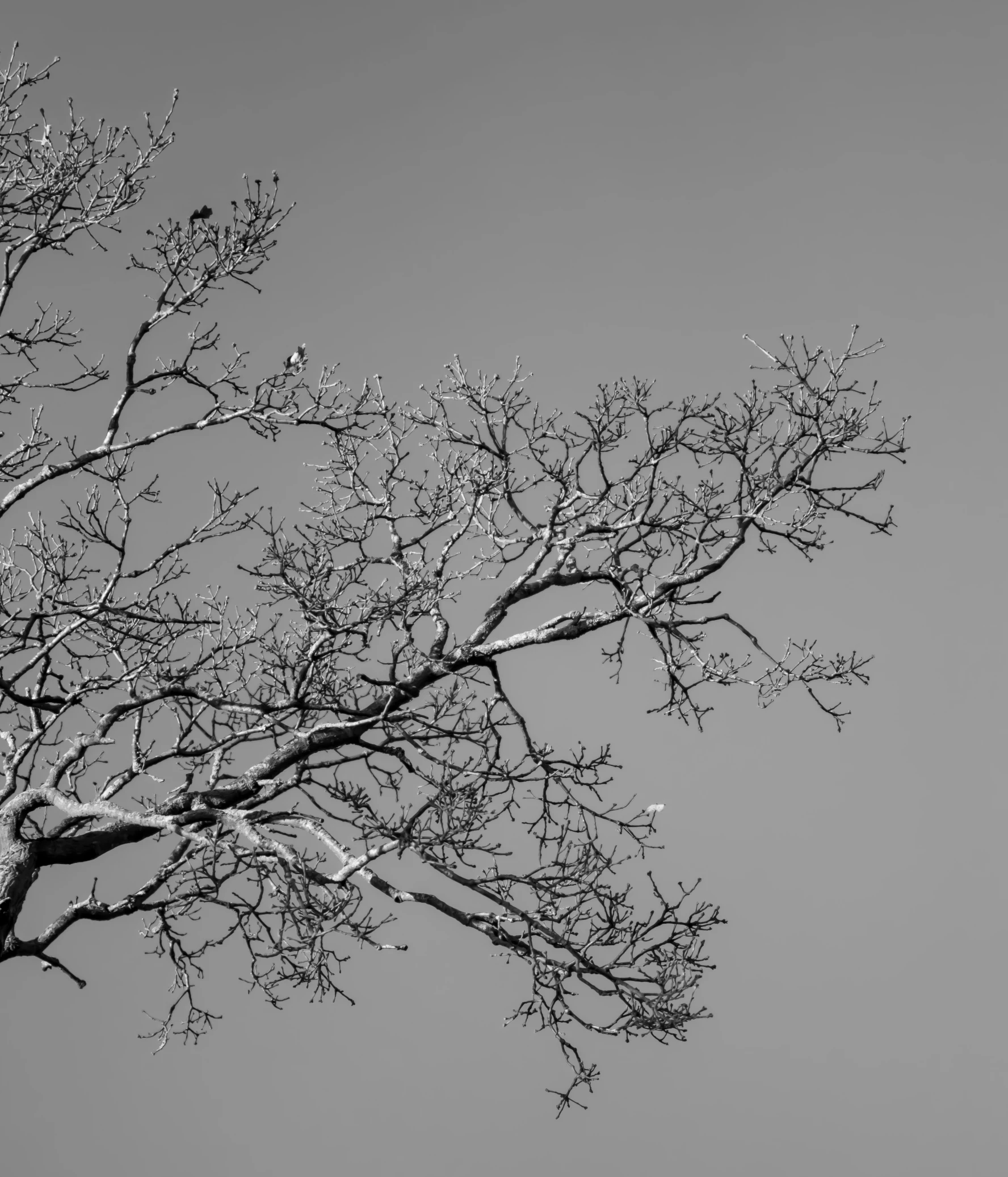 black and white po of a tree with no leaves