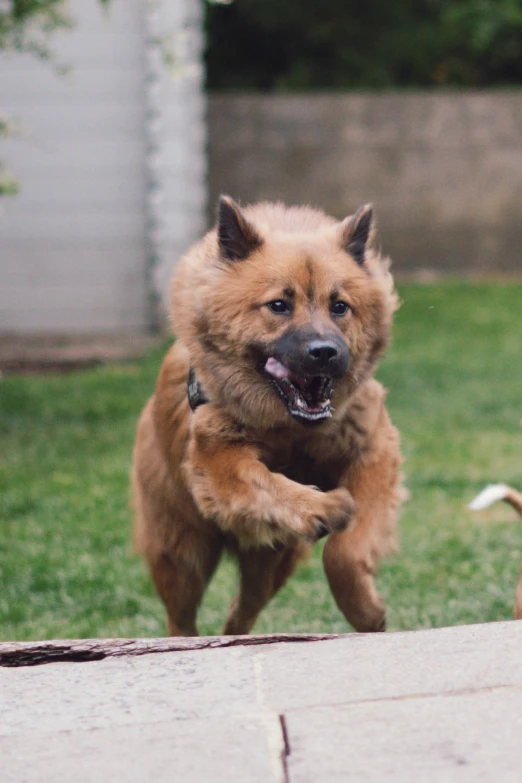 a brown dog running down the sidewalk toward the camera