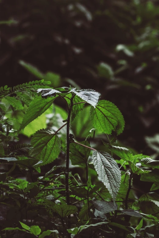 a close up of some leaves in the ground