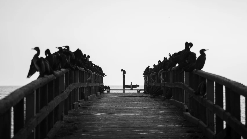 ducks sit on the edge of the railing near the ocean