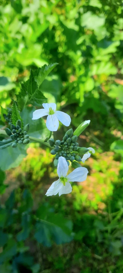 a white flower is surrounded by green leaves