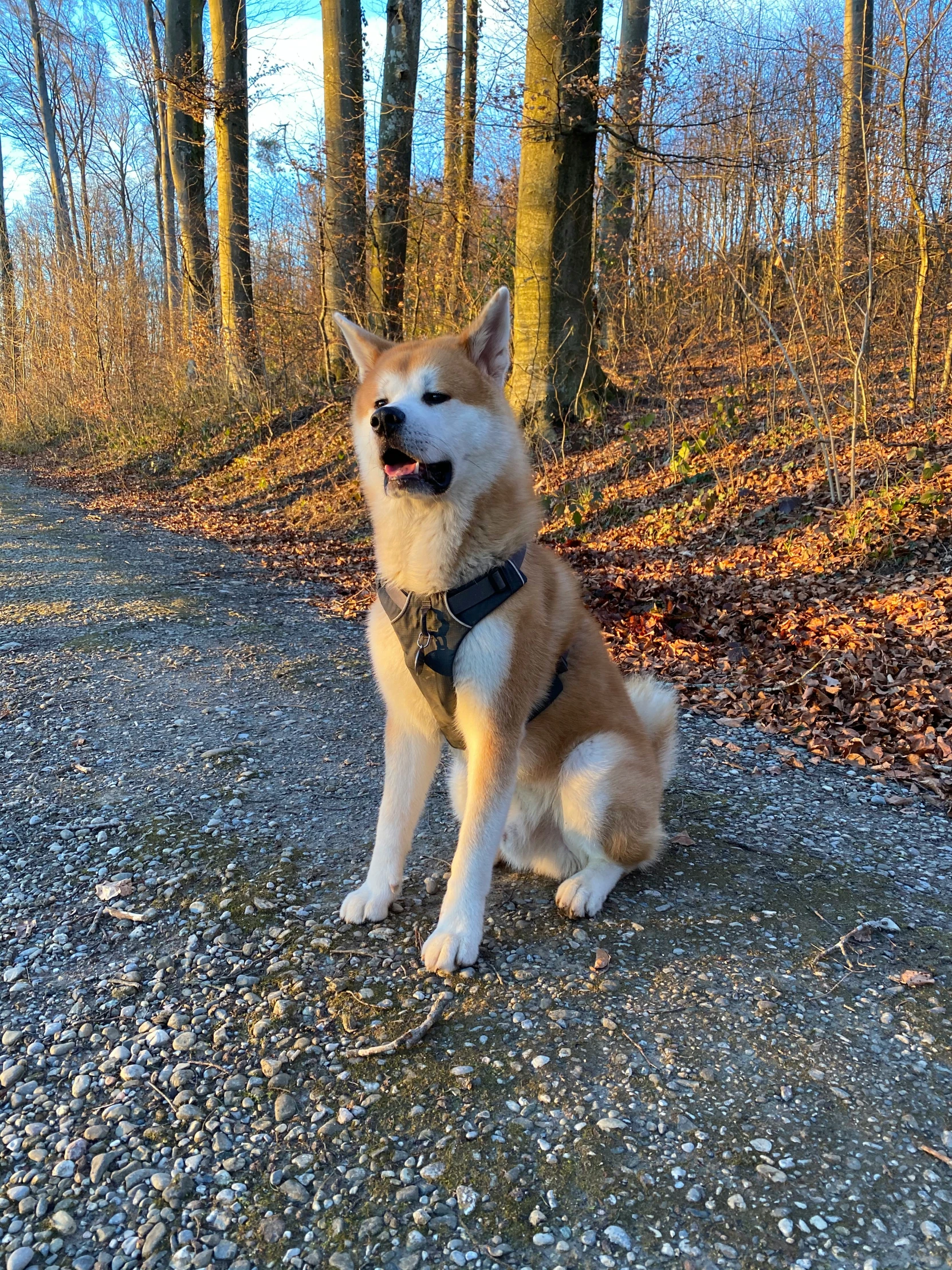 a dog is sitting on a dirt road in a wooded area