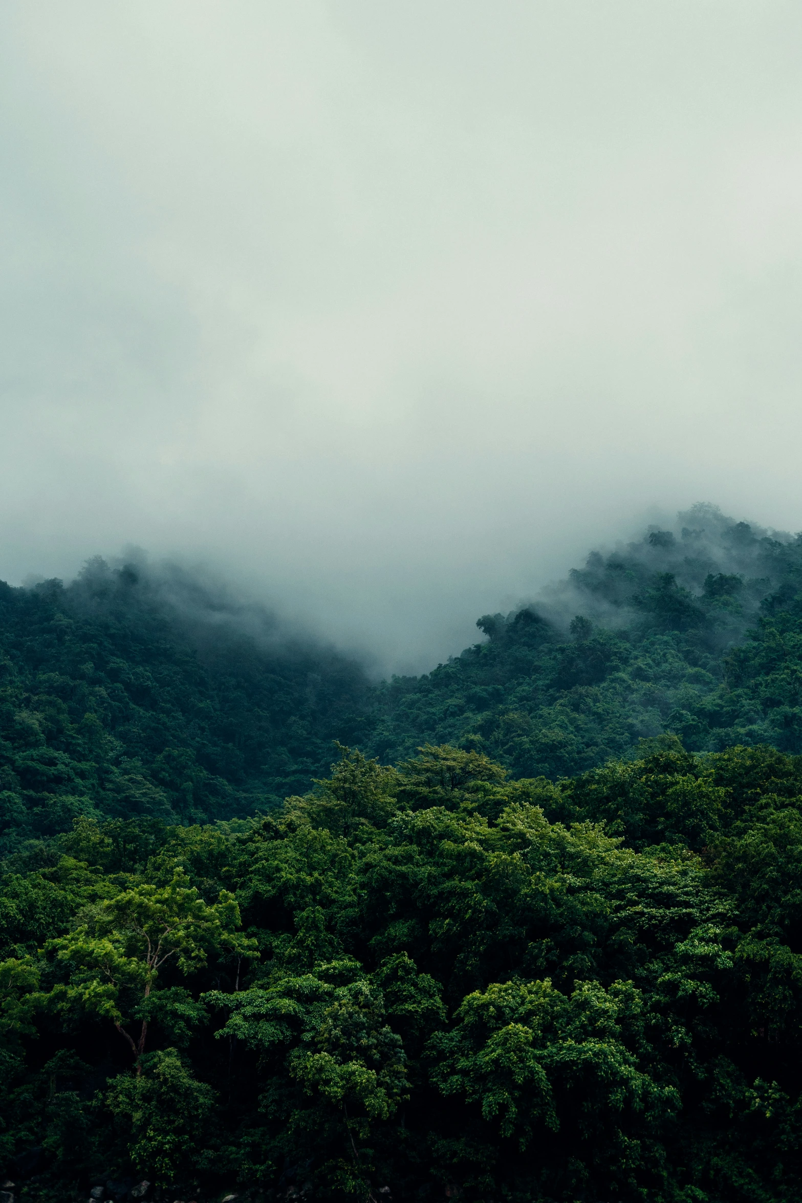 trees and fog are rising in the mountains