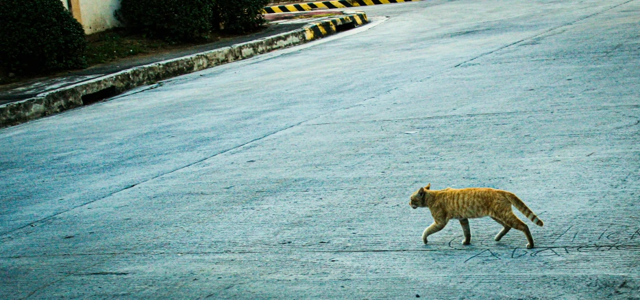 a cat that is walking down the street