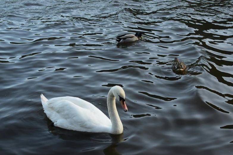 two swans are swimming on the water near a duck