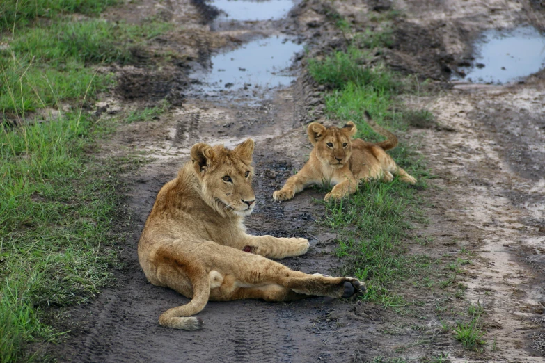 two young lion cubs playing on a muddy trail