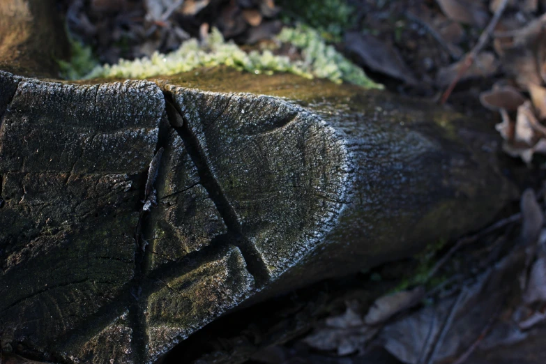 the view of a wood showing the black line and green moss