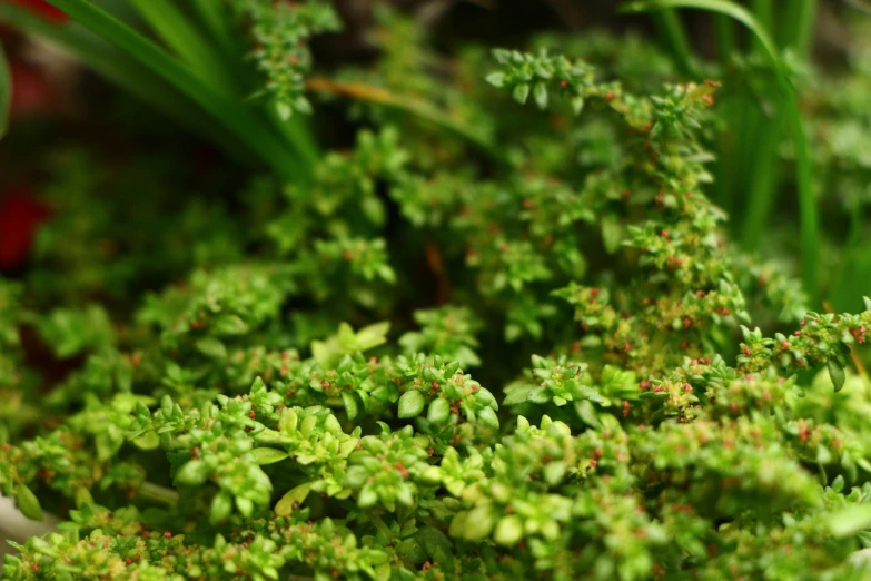 some very pretty green plants together in a room