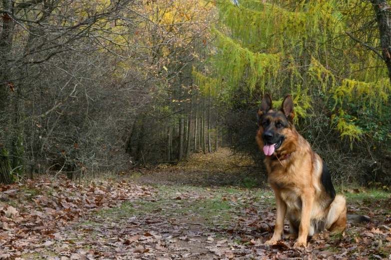 there is a german shepard that is sitting down in the leaves