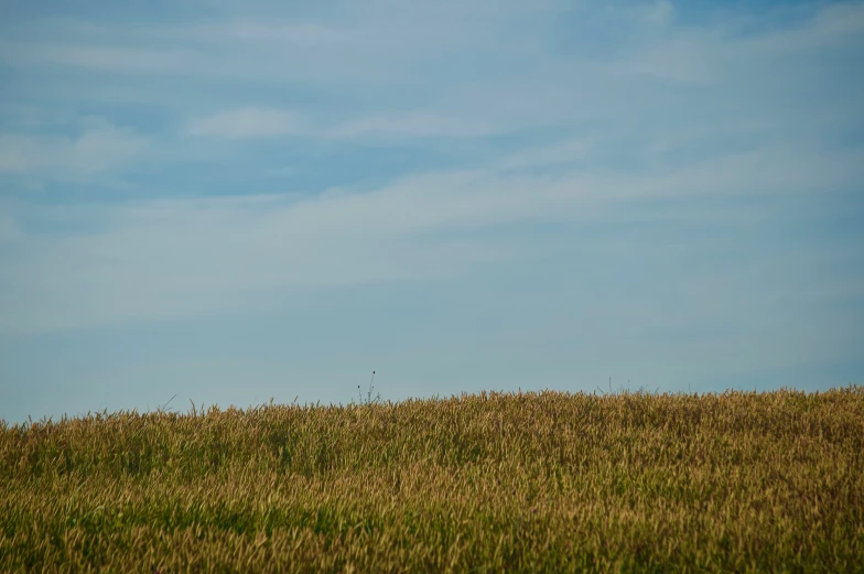 an animal on a grassy hill and some clouds