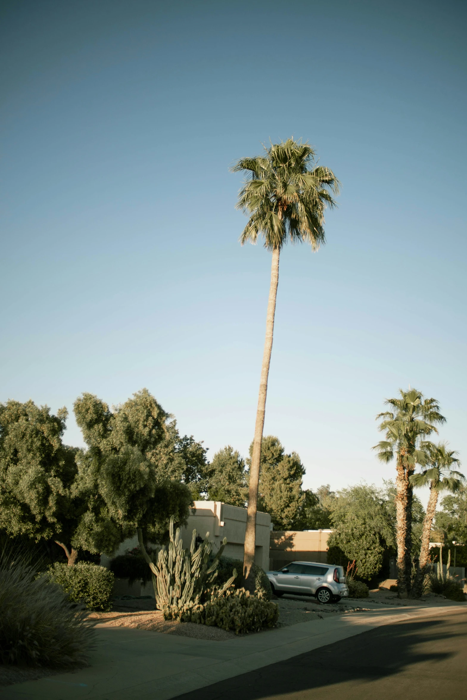 a truck and a palm tree on a street