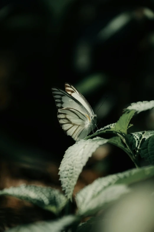 a erfly that is flying around on some leaves