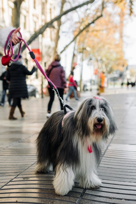 a long haired, gy dog with a harness on on the sidewalk