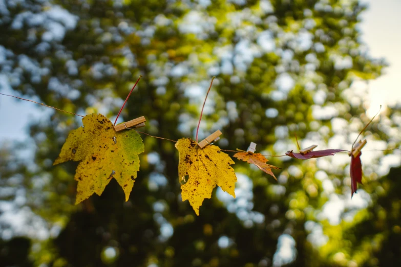 the leaves are hanging on a wire with wires