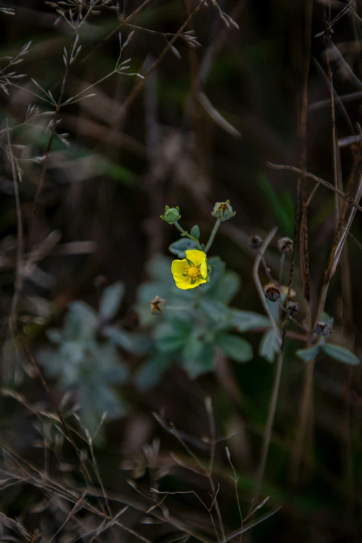 a single yellow flower is in the midst of leaves