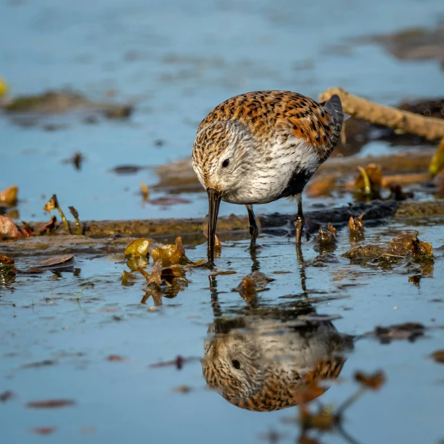 a bird with its mouth in the water