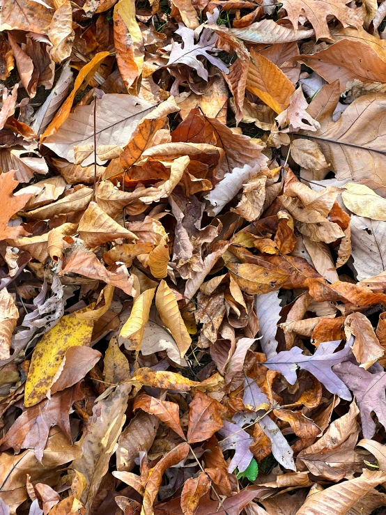 many leaves on the ground in a pile