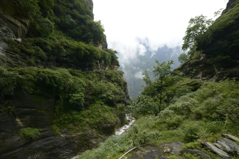 a narrow creek is surrounded by green trees