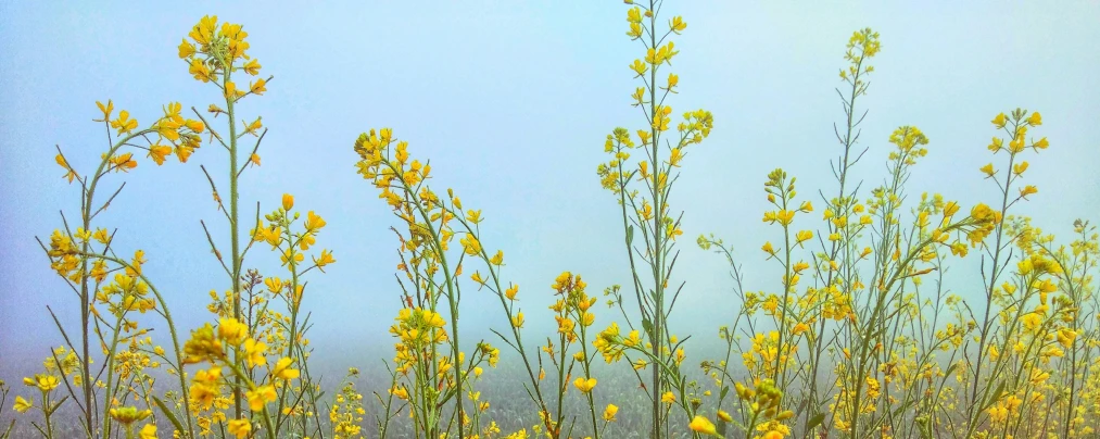 a yellow grass meadow, with fog in the distance