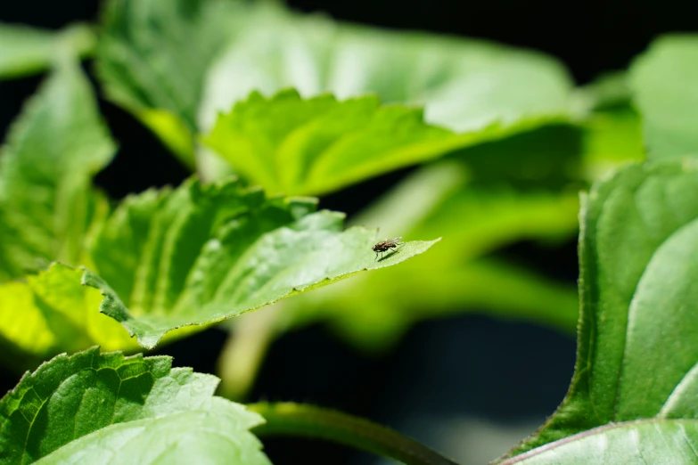 a close up of some leaves with a small bug on them