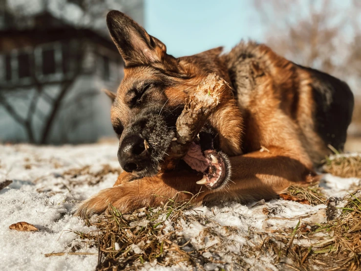 a dog lying in the snow yawning with its mouth open