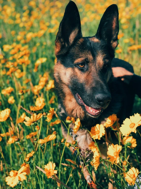 a dog with its eyes closed standing in flowers