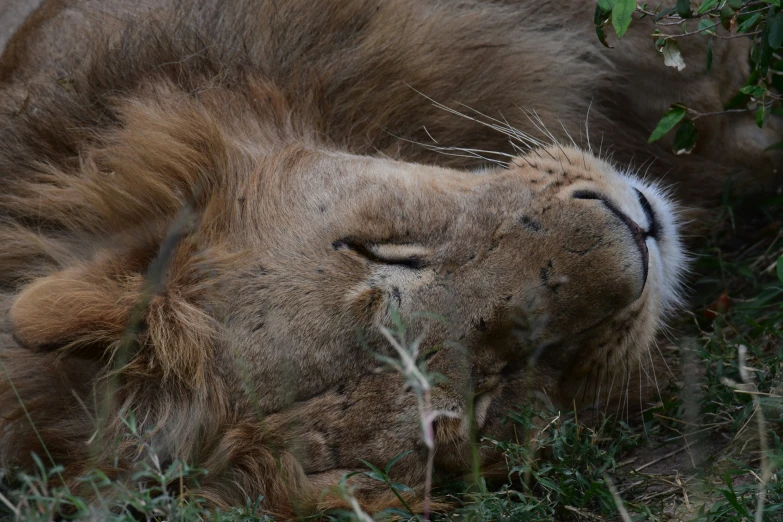 a lion laying down in some brush with its eyes closed