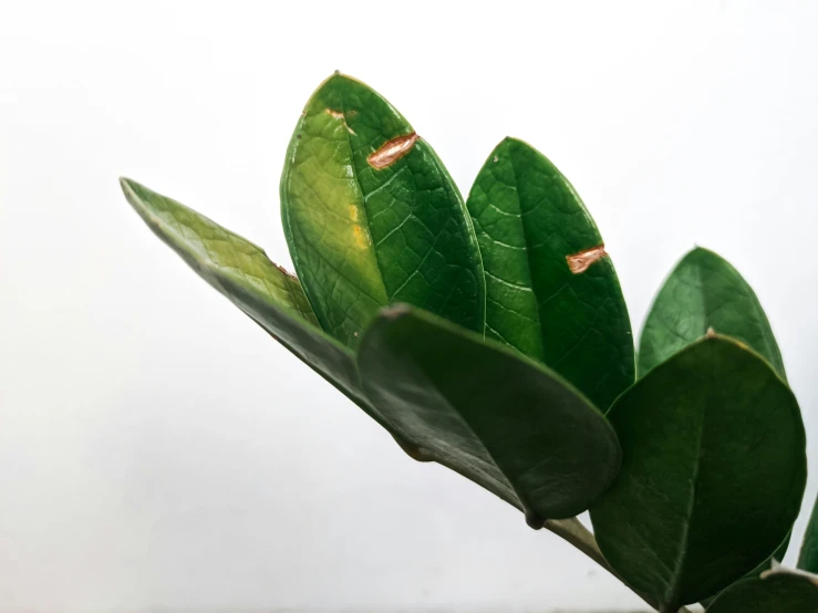 a large leaf with thin green stems against a white background