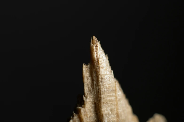 a close up s of the grainy structure of an unripe banana