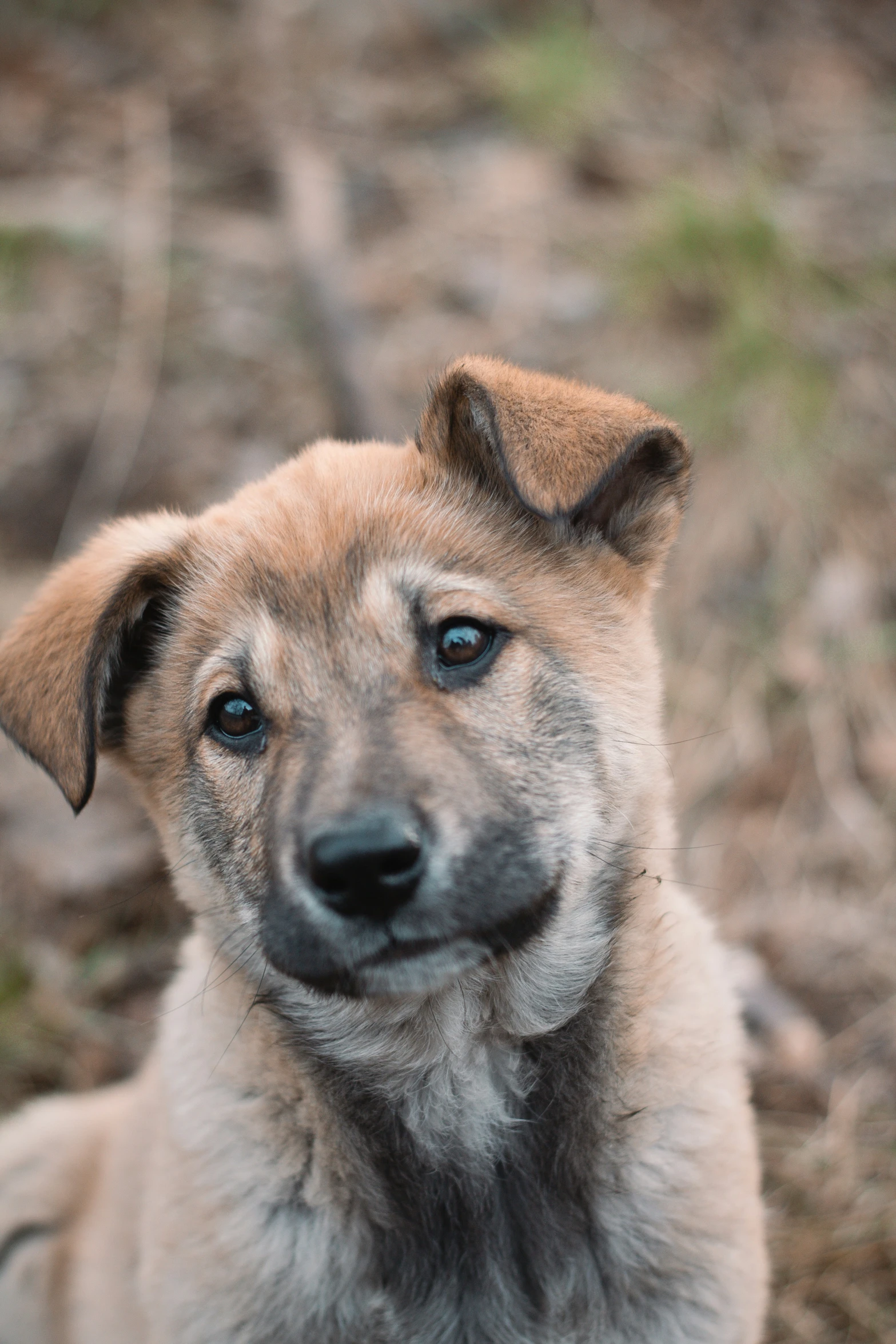 an adorable dog looking at the camera with his big eyes