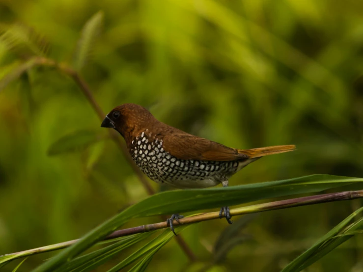 brown bird with white and red feathers perched on a green plant