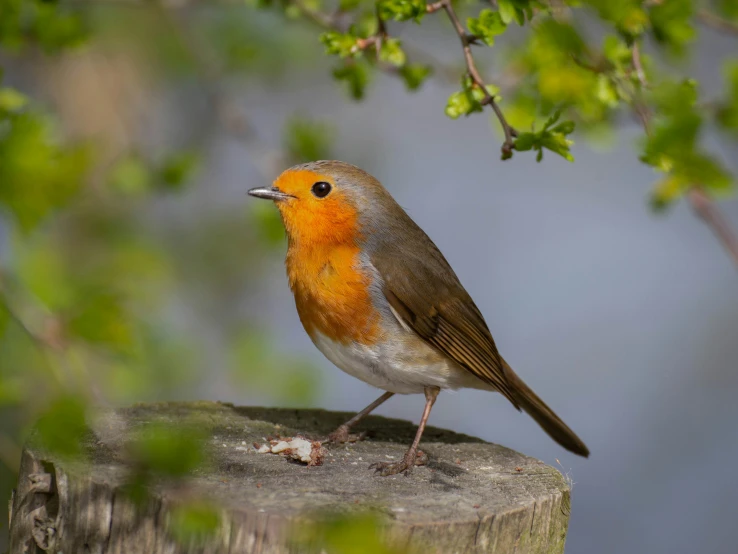 a small orange and brown bird perched on a wooden post