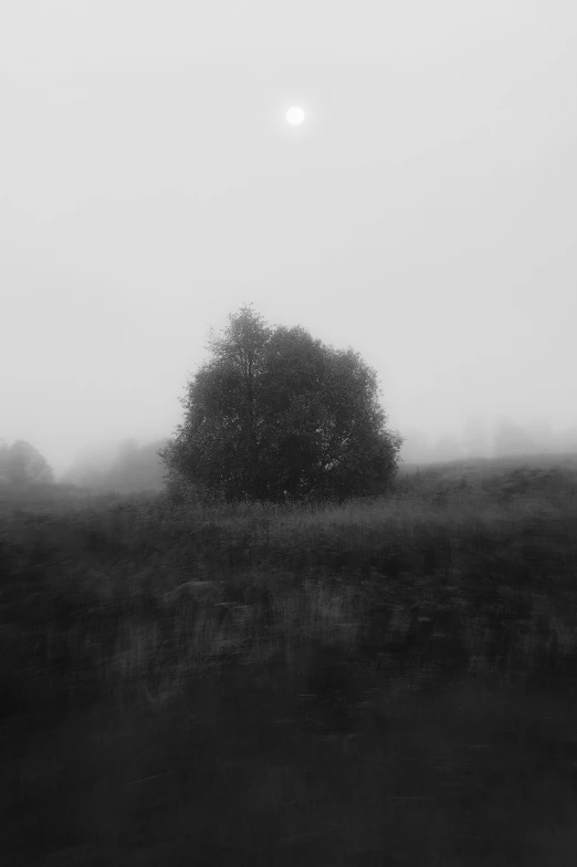 a lone tree in a field with fog