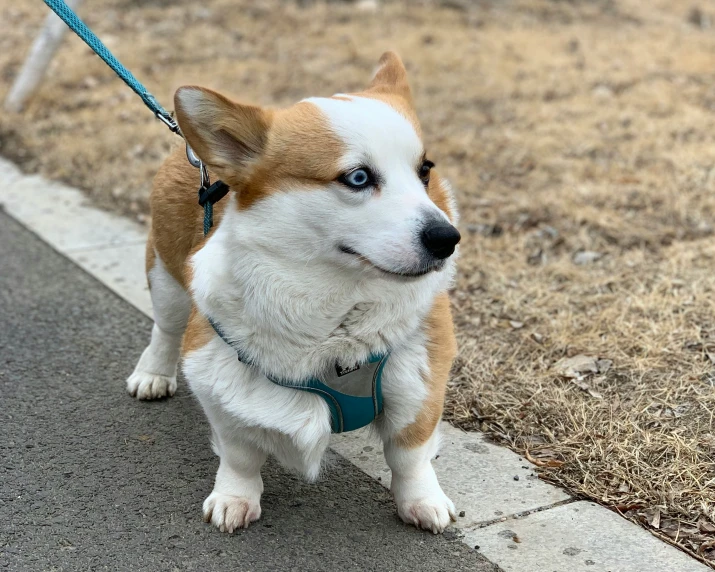 the dog is looking intently at the pographer