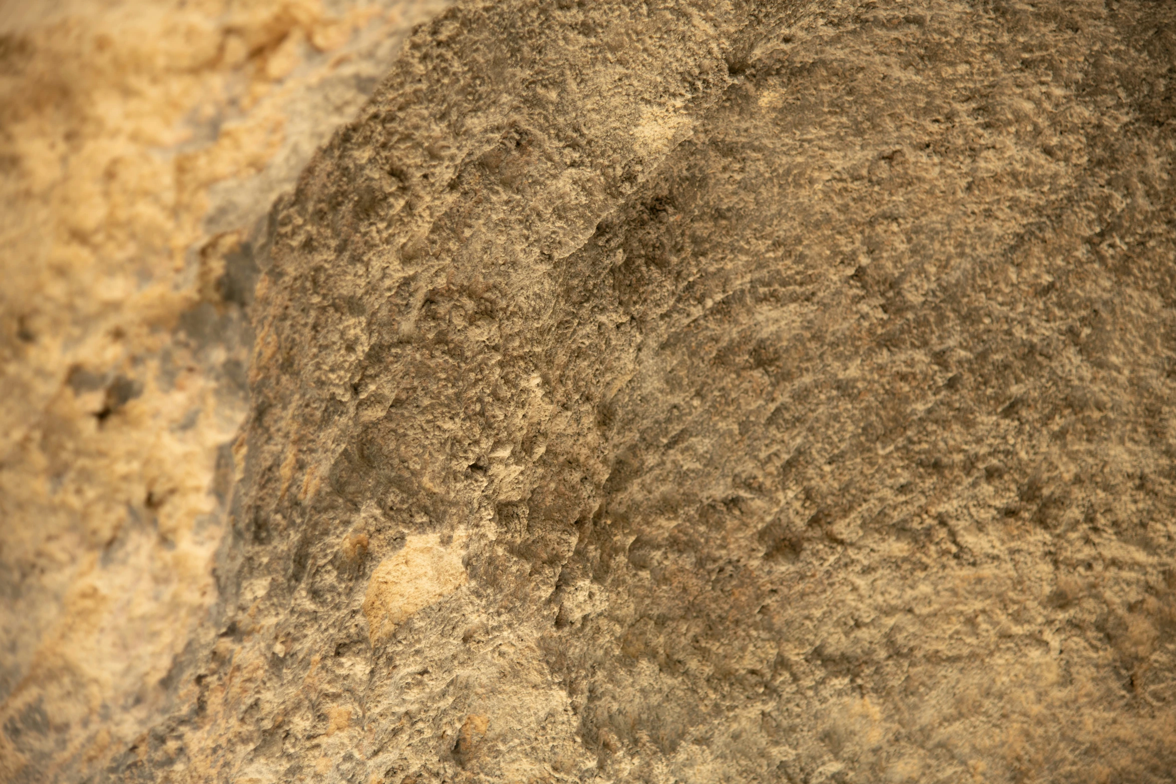 a close up of the dirt on a rock