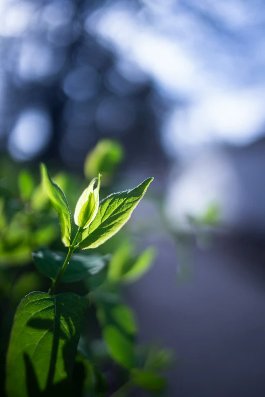 the top of a leafy plant with blurred background