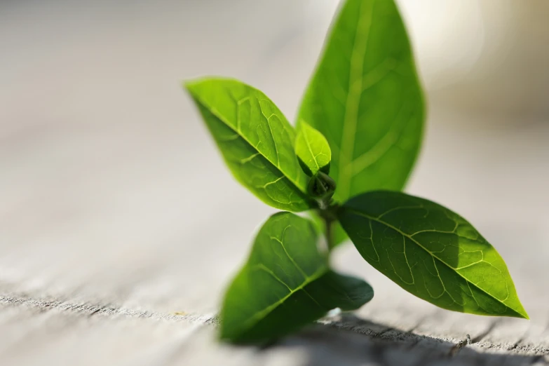 green leaves laying on a piece of white paper