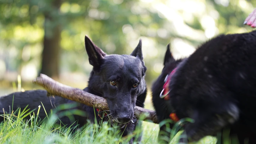 two dogs are playing in the grass with a stick