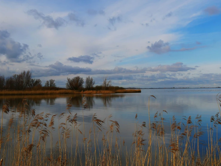 an ocean landscape with water, grass and other plants