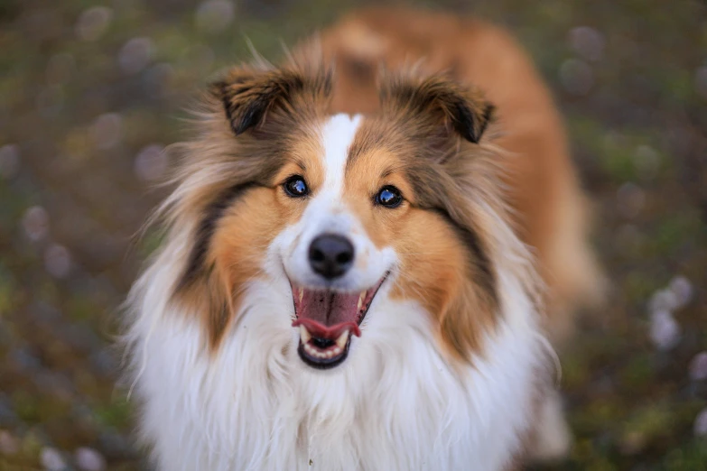 the face of an old collie dog is seen