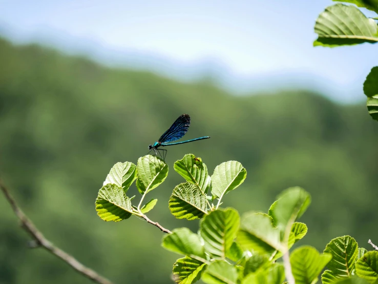 the blue erfly is on top of a tree nch