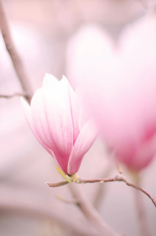 close up view of pink flower bud in tree