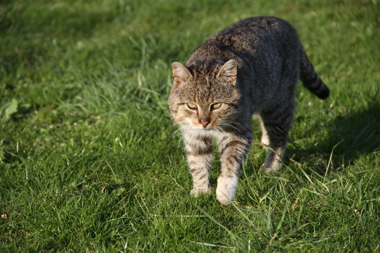 a cat is walking across the grass alone