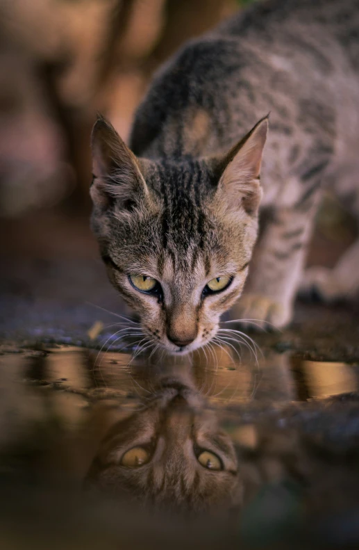 a cat looking at its reflection in water